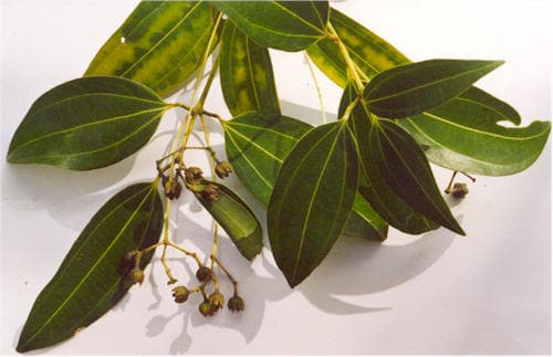 Dalchini